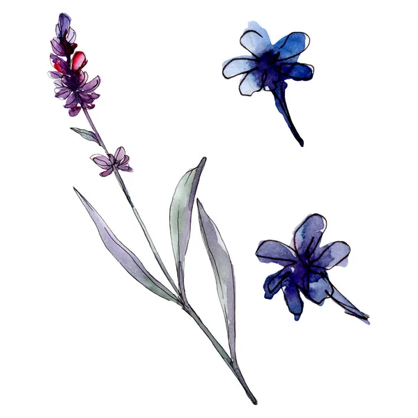 Lavendel blühende botanische Blumen. wildes Frühlingsblatt Wildblume isoliert. Aquarell Hintergrundillustration Set. Aquarellzeichnung Modeaquarell isoliert. isoliertes Lavendel-Illustrationselement. — Stockfoto