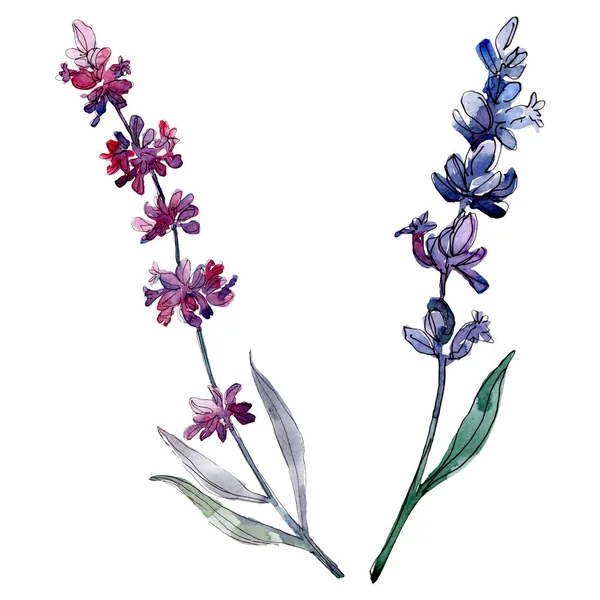 Lavendel blühende botanische Blumen. wildes Frühlingsblatt Wildblume isoliert. Aquarell Hintergrundillustration Set. Aquarellzeichnung Modeaquarell isoliert. isoliertes Lavendel-Illustrationselement. — Stockfoto