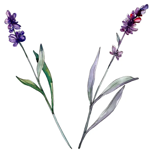 Lavendel blühende botanische Blumen. wildes Frühlingsblatt Wildblume isoliert. Aquarell Hintergrundillustration Set. Aquarellzeichnung Modeaquarell isoliert. isoliertes Lavendel-Illustrationselement. — Stockfoto