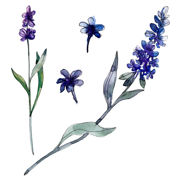 Fiori botanici floreali di lavanda. Fiore selvatico primaverile isolato. Acquerello sfondo illustrazione set. Acquerello disegno moda acquerello isolato. Elemento isolante di illustrazione lavanda . — Foto stock