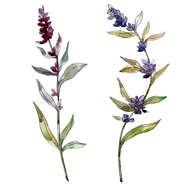 Fiori botanici floreali viola lavanda. Fiore selvatico primaverile isolato. Acquerello sfondo illustrazione set. Acquerello disegno moda acquerello. Elemento isolante di illustrazione lavanda . — Foto stock