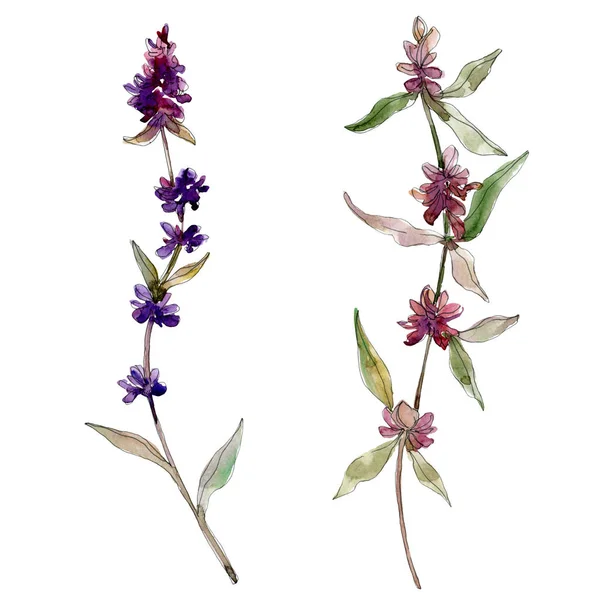 Fiori botanici floreali viola lavanda. Fiore selvatico primaverile isolato. Acquerello sfondo illustrazione set. Acquerello disegno moda acquerello. Elemento isolante di illustrazione lavanda . — Foto stock