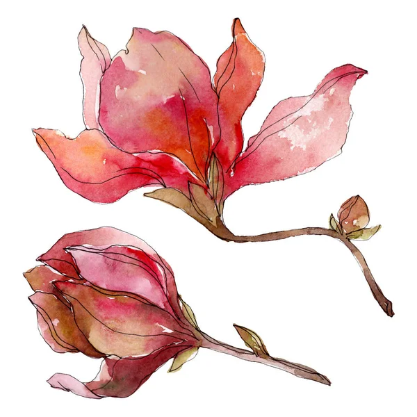 Camelia fleurs botaniques florales. Ensemble d'illustration de fond aquarelle. Elément d'illustration de camélia isolé . — Photo de stock