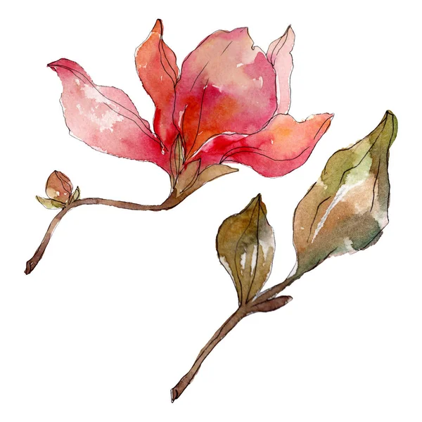 Camelia florale botanische blumen. Aquarell Hintergrundillustration Set. isolierte Kamelie Illustrationselement. — Stockfoto