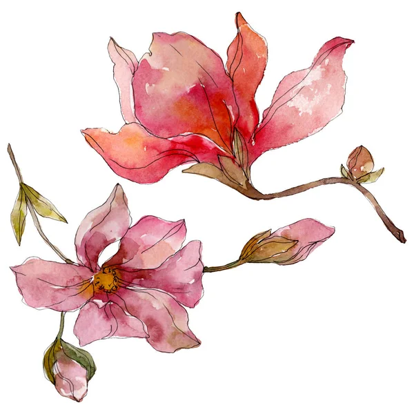 Camelia fleurs botaniques florales. Ensemble d'illustration de fond aquarelle. Elément d'illustration de camélia isolé . — Photo de stock