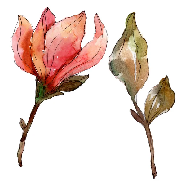 Camelia floral botanical flowers. Watercolor background illustration set. Isolated camelia illustration element. — Stock Photo