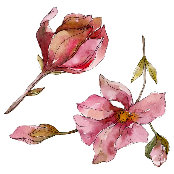 Camelia fleurs botaniques florales. Ensemble d'illustration de fond aquarelle. Elément d'illustration de camélia isolé . — Photo de stock