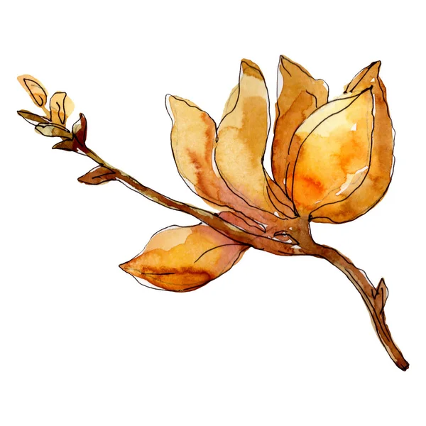 Camelia floral botanical flowers. Watercolor background illustration set. Isolated camelia illustration element. — Stock Photo