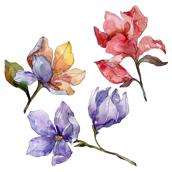 Camelia fleurs botaniques florales. Ensemble d'illustration de fond aquarelle. Elément d'illustration de camélia isolé . — Photo de stock