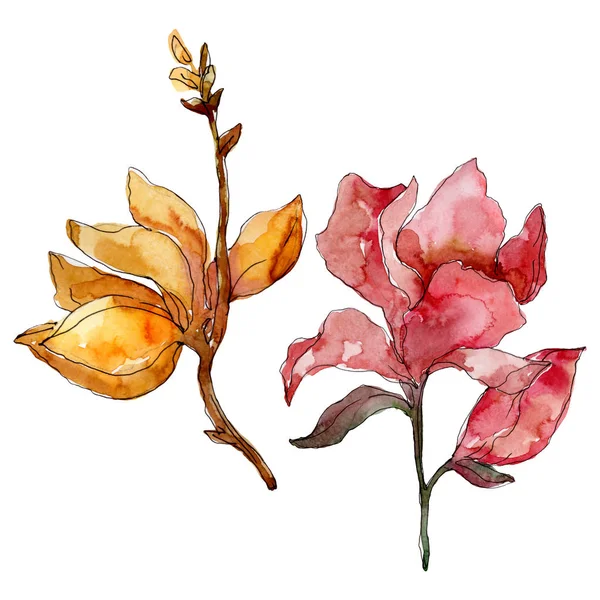 Camelia florale botanische blumen. Aquarell Hintergrundillustration Set. isolierte Kamelie Illustrationselement. — Stockfoto