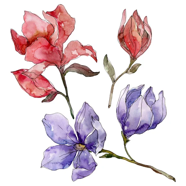 Камелія квіткові ботанічні квіти. Набір ілюстрацій для акварельного фону. Ізольований елемент ілюстрації камелії . — стокове фото
