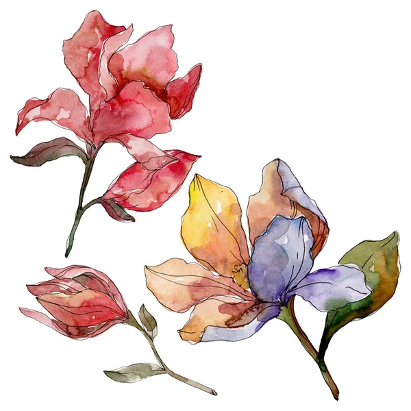 Camelia fleurs botaniques florales. Ensemble d'illustration de fond aquarelle. Elément d'illustration de camélia isolé . — Photo de stock