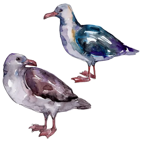 Gaivota do pássaro do céu em uma vida selvagem. Liberdade selvagem, pássaro com asas voadoras. Conjunto de ilustração de fundo aquarela. Aquarelle desenho aquarelle moda. Elemento de ilustração isolado da gaivota . — Fotografia de Stock