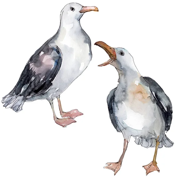 Ciel oiseau mouette dans une faune sauvage. Liberté sauvage, oiseau aux ailes volantes. Ensemble d'illustration de fond aquarelle. Aquarelle dessin mode aquarelle isolé. Élément d'illustration de goéland isolé . — Photo de stock