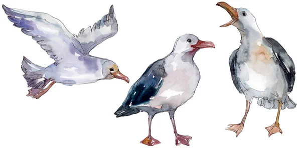 Sky bird seagull in a wildlife. Wild freedom, bird with a flying wings. Watercolor background illustration set. Watercolour drawing fashion aquarelle isolated. Isolated gull illustration element. — Stock Photo