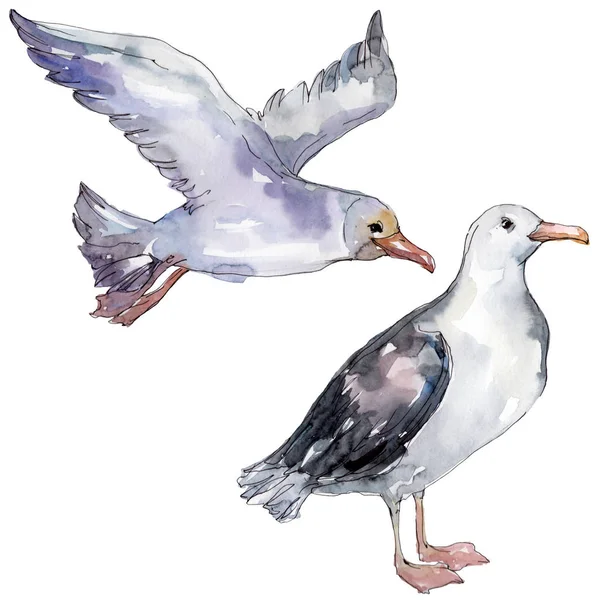 Sky bird seagull in a wildlife. Wild freedom, bird with a flying wings. Watercolor background illustration set. Watercolour drawing fashion aquarelle isolated. Isolated gull illustration element. — Stock Photo