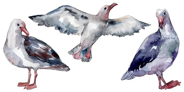 Ciel oiseau mouette dans une faune sauvage. Liberté sauvage, oiseau aux ailes volantes. Ensemble d'illustration de fond aquarelle. Aquarelle dessin mode aquarelle isolé. Élément d'illustration de goéland isolé . — Photo de stock