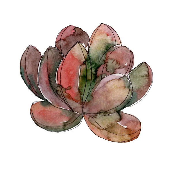 Flores botânicas florais suculentas. Folha selvagem primavera wildflower isolado. Conjunto de ilustração de fundo aquarela. Aquarelle desenho aquarelle moda. Isolado elemento ilustrativo suculento . — Fotografia de Stock