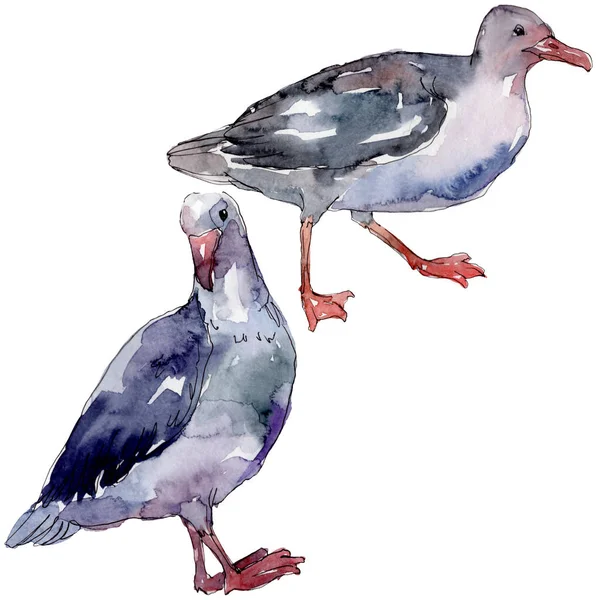 Ciel oiseau mouette dans une faune sauvage. Liberté sauvage, oiseau aux ailes volantes. Ensemble d'illustration de fond aquarelle. Aquarelle dessin mode aquarelle isolé. Élément d'illustration de goéland isolé . — Photo de stock