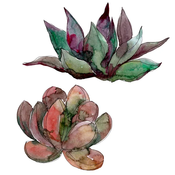 Fleurs botaniques florales succulentes. Feuille sauvage de printemps fleur sauvage isolée. Ensemble d'illustration de fond aquarelle. Aquarelle dessin mode aquarelle. Elément d'illustration succulent isolé . — Photo de stock