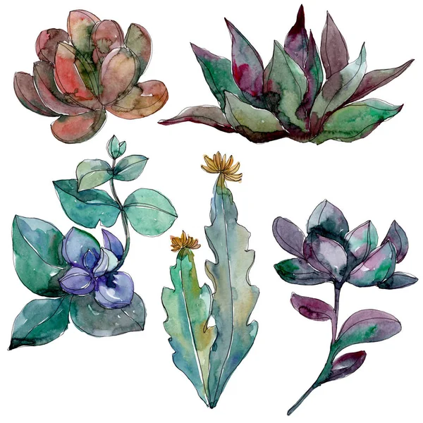 Succulente fiori botanici floreali. Fiore selvatico primaverile isolato. Acquerello sfondo illustrazione set. Acquerello disegno moda acquerello. Elemento illustrativo succulento isolato . — Foto stock