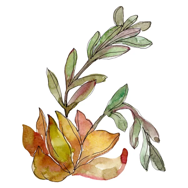 Succulents floral botanical flowers. Wild spring leaf wildflower. Watercolor background illustration set. Watercolour drawing fashion aquarelle. Isolated succulent illustration element. — Stock Photo