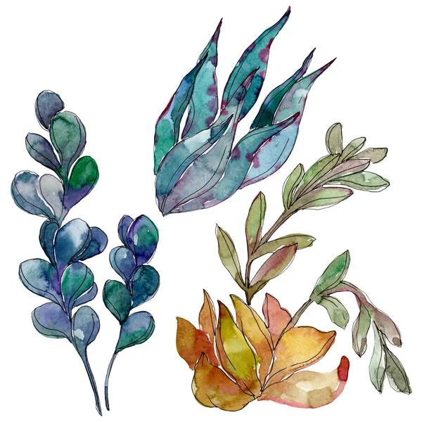 Succulents floral botanical flowers. Wild spring leaf wildflower. Watercolor background illustration set. Watercolour drawing fashion aquarelle. Isolated succulent illustration element. — Stock Photo