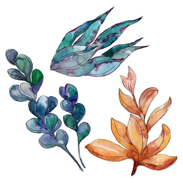 Fleurs botaniques florales succulentes. Feuille de printemps sauvage fleur sauvage. Ensemble d'illustration de fond aquarelle. Aquarelle dessin mode aquarelle. Elément d'illustration succulent isolé . — Photo de stock