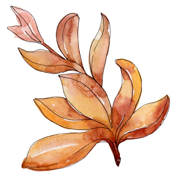 Succulents floral botanical flowers. Wild spring leaf wildflower. Watercolor background illustration set. Watercolour drawing fashion aquarelle. Isolated succulent illustration element. — Stock Photo