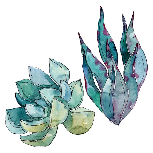 Succulents floral botanical flowers. Wild spring leaf wildflower. Watercolor background illustration set. Watercolour drawing fashion aquarelle. Isolated succulent illustration element. — Stock Photo