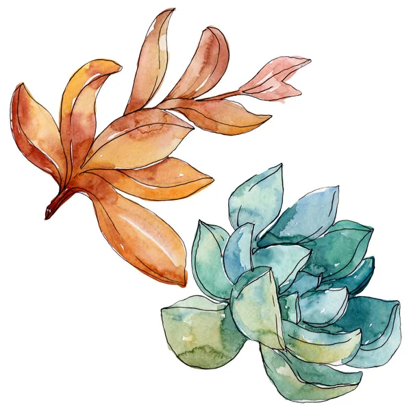 Flores botânicas florais suculentas. Folha selvagem da primavera wildflower. Conjunto de ilustração de fundo aquarela. Aquarelle desenho aquarelle moda. Isolado elemento ilustrativo suculento . — Fotografia de Stock