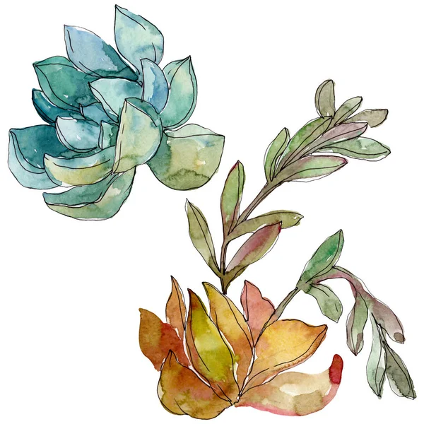 Suculentas flores botánicas florales. Flor silvestre de hoja de primavera. Conjunto de ilustración de fondo acuarela. Acuarela dibujo moda aquarelle. Elemento ilustrativo suculento aislado . - foto de stock