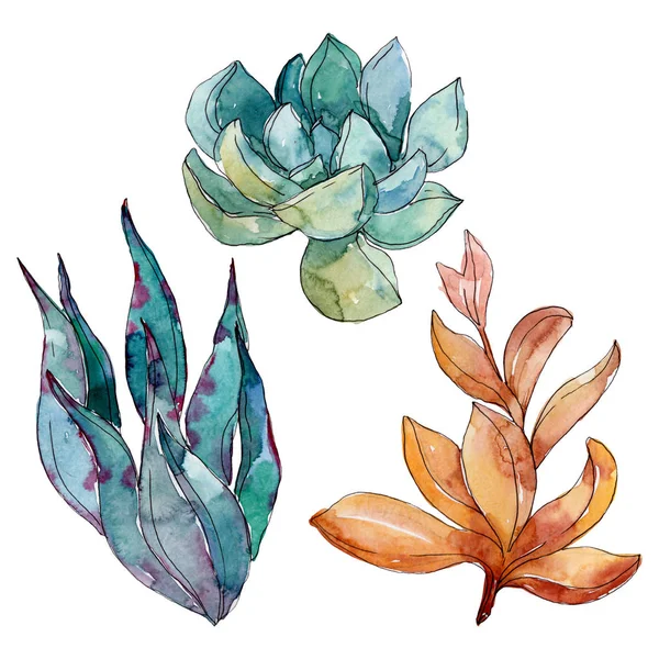 Fleurs botaniques florales succulentes. Feuille de printemps sauvage fleur sauvage. Ensemble d'illustration de fond aquarelle. Aquarelle dessin mode aquarelle. Elément d'illustration succulent isolé . — Photo de stock