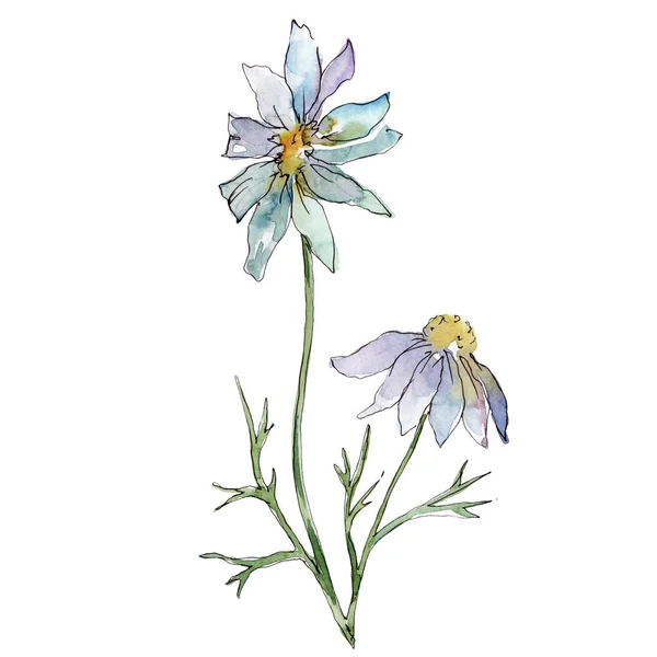 Fiori di campo fiori botanici floreali. Fiore selvatico primaverile isolato. Acquerello sfondo illustrazione set. Acquerello disegno moda acquerello. Elemento di illustrazione fiori isolati . — Foto stock