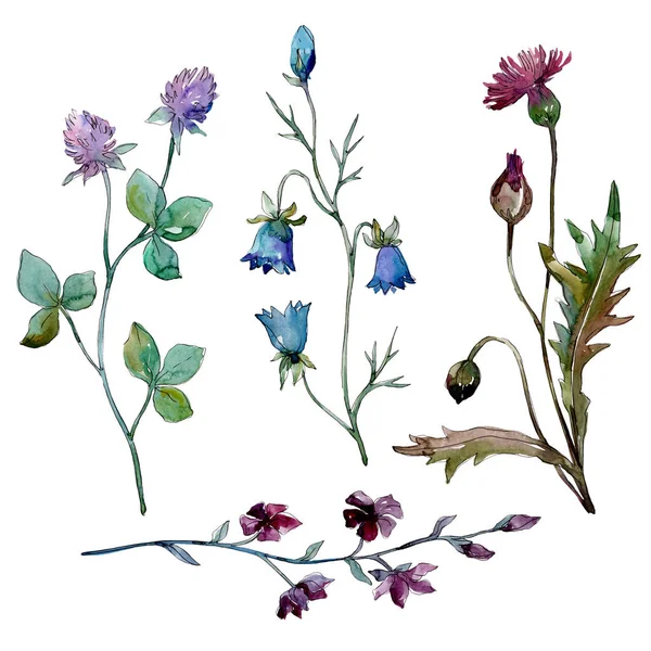 Wildblumen florale botanische Blumen. Aquarell Hintergrundillustration Set. isolierte Blumen Illustrationselement. — Stockfoto