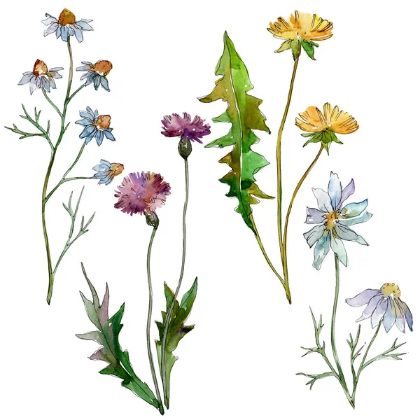 Fleurs sauvages fleurs botaniques florales. Feuille sauvage de printemps fleur sauvage isolée. Ensemble d'illustration de fond aquarelle. Aquarelle dessin mode aquarelle. Elément d'illustration de fleurs isolées . — Photo de stock