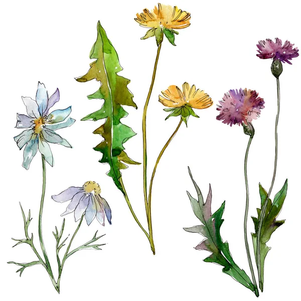 Fiori di campo fiori botanici floreali. Fiore selvatico primaverile isolato. Acquerello sfondo illustrazione set. Acquerello disegno moda acquerello. Elemento di illustrazione fiori isolati . — Foto stock