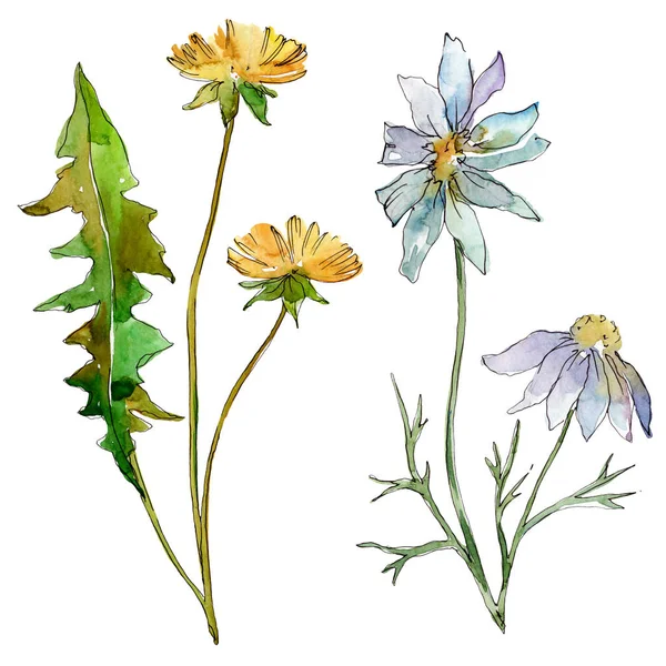 Fiori di campo fiori botanici floreali. Fiore selvatico primaverile isolato. Acquerello sfondo illustrazione set. Acquerello disegno moda acquerello. Elemento di illustrazione fiori isolati . — Foto stock