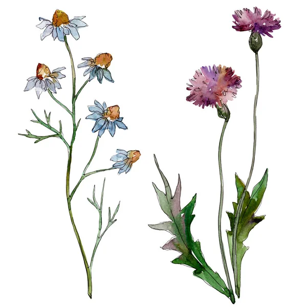 Wildblumen florale botanische Blumen. wildes Frühlingsblatt Wildblume isoliert. Aquarell Hintergrundillustration Set. Aquarell zeichnen Mode-Aquarell. isolierte Blumen Illustrationselement. — Stockfoto