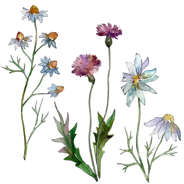 Fleurs sauvages fleurs botaniques florales. Feuille sauvage de printemps fleur sauvage isolée. Ensemble d'illustration de fond aquarelle. Aquarelle dessin mode aquarelle. Elément d'illustration de fleurs isolées . — Photo de stock