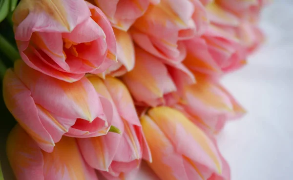 spring flowers banner - bunch of pink tulip flowers on white background