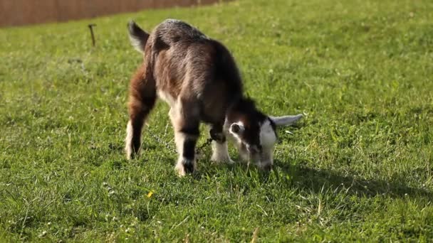 Cabra pastando en un prado de verano — Vídeo de stock
