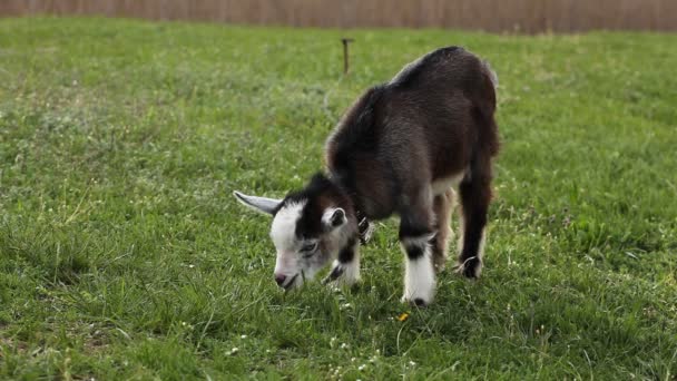 Маленька коза пасеться на літньому лузі — стокове відео