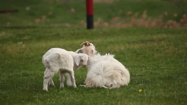 Белая коза пасущаяся на зеленой лужайке с маленькой козой . — стоковое видео