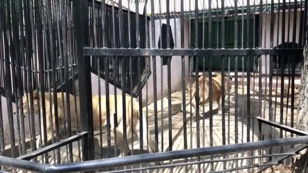 Λέαινα με ένα λιοντάρι σε ένα κλουβί. — Αρχείο Βίντεο
