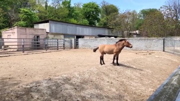 Wild horse people feed at the zoo — Stock Video