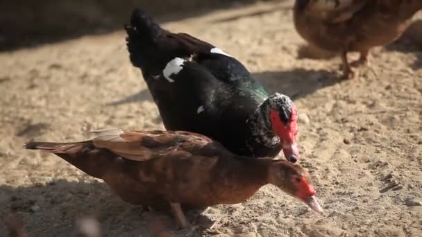 The mating games of ducks — Stock Video