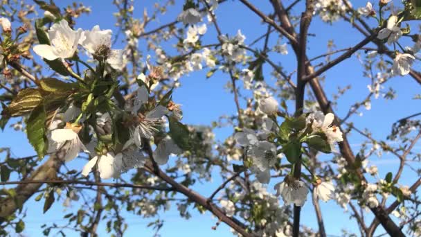 Цветущая белая вишня цветет на голубом небе — стоковое видео