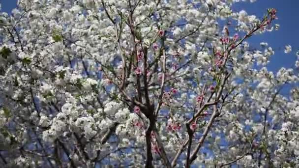 Bloeiende witte kersenbloesem tegen de blauwe hemel — Stockvideo