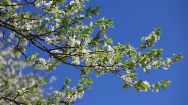 Bloeiende witte kersenbloesem tegen de blauwe hemel — Stockvideo